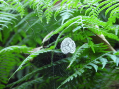 Argiope submaronica