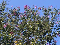 Bauhinia variegata