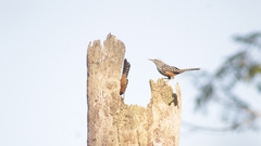 Campylorhynchus zonatus