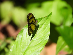 Philaethria diatonica