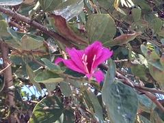 Bauhinia variegata