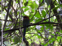 Electron platyrhynchum