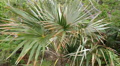 Coccothrinax argentata
