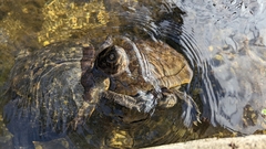 Trachemys terrapen