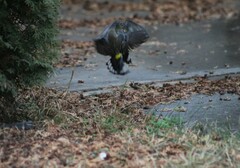 Setophaga coronata