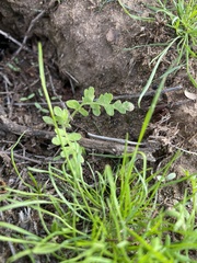 Eucrypta chrysanthemifolia