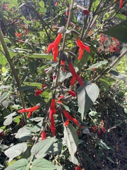 Salvia fulgens