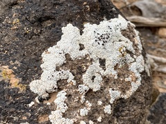 Acarospora strigata