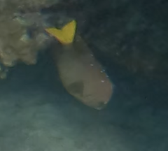 Microspathodon chrysurus