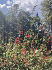 Salvia fulgens