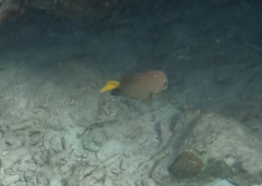 Microspathodon chrysurus