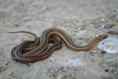 Thamnophis brachystoma