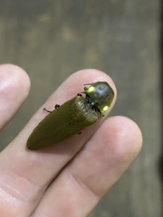 Pyrophorus