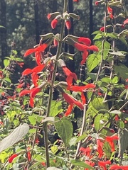 Salvia fulgens