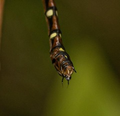 Austroaeschna pulchra