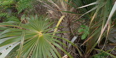 Coccothrinax argentata