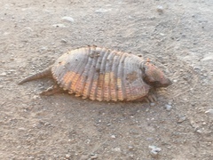 Chaetophractus villosus