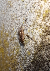 Oebalus
