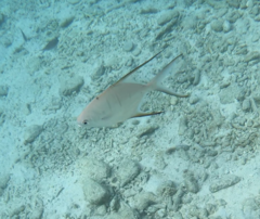 Trachinotus goodei