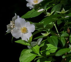 Philadelphus coronarius