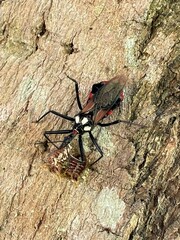 Austrarcesius bicolor