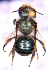 Osmia distincta