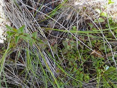 Epilobium chionanthum