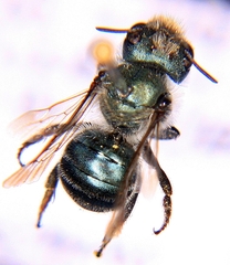 Osmia distincta