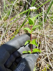 Epilobium chionanthum