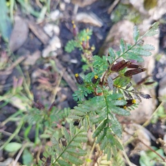 Tagetes foetidissima