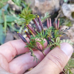 Tagetes foetidissima