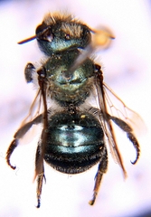 Osmia distincta