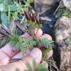 Tagetes foetidissima