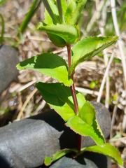 Epilobium chionanthum