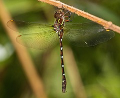 Austroaeschna pulchra