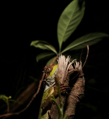 Acanthosaura lepidogaster