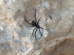 Latrodectus mirabilis