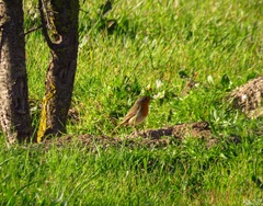 Erithacus rubecula rubecula