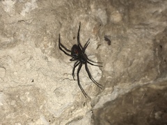 Latrodectus mirabilis