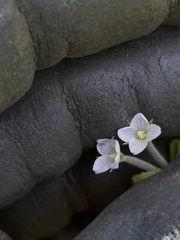 Epilobium chionanthum