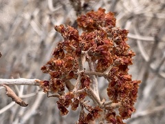 Eriogonum corymbosum