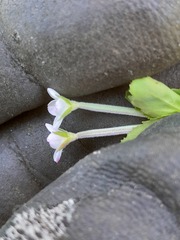 Epilobium chionanthum