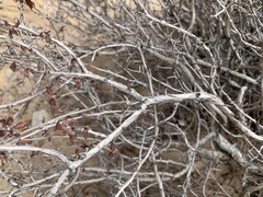 Eriogonum corymbosum