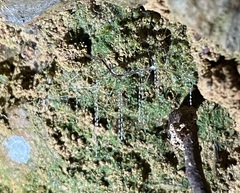 Arachnocampinae