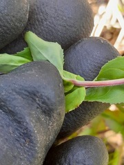 Epilobium chionanthum