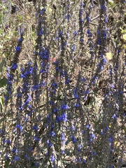 Salvia helianthemifolia