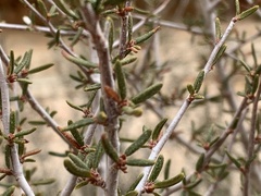 Cercocarpus intricatus