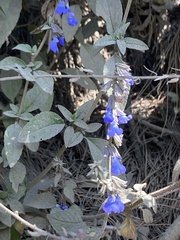 Salvia helianthemifolia
