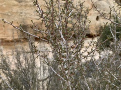 Cercocarpus intricatus