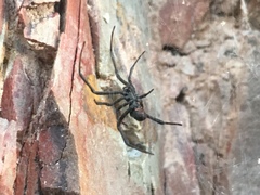 Latrodectus mirabilis